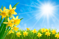 daffodils-against-blue-sky-spring-narcissus-flowers-green-grass-sunny-45601179